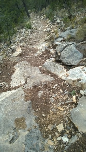 Sample view of Blue Ribbon Trail descent.