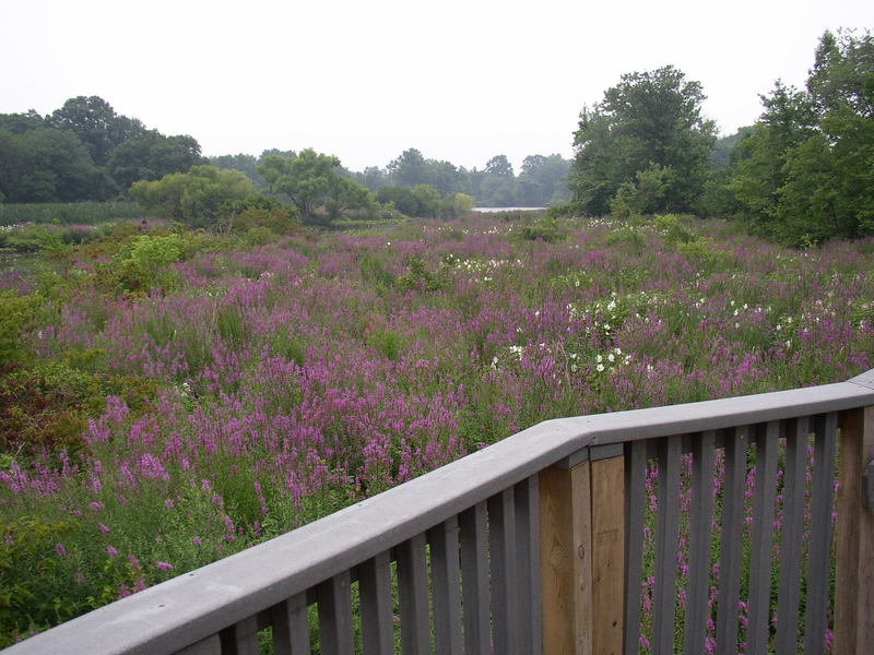 A view from the Observation Platform during the summer.