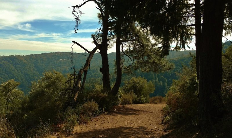 Deep in the Santa Cruz Mountains, Knob Trail climbs to the top of Knibbs Knob, 2,694 feet.