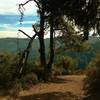 Deep in the Santa Cruz Mountains, Knob Trail climbs to the top of Knibbs Knob, 2,694 feet.