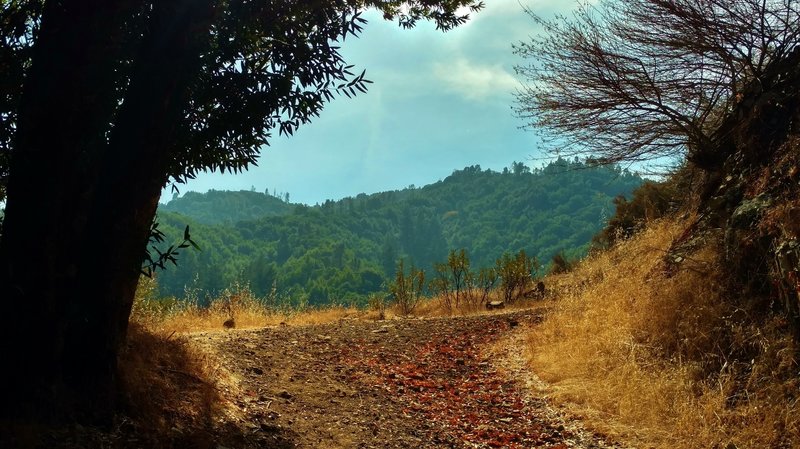 Deep in the Santa Cruz Mountains, Knibbs Knob Trail rounds one of several switchbacks as it climbs the ridge separating the Swanson Creek and Uvas Creek valleys.