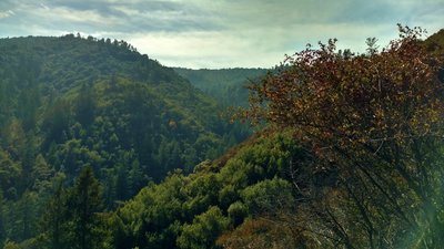 The Swanson Creek Valley deep in the rugged Santa Cruz Mountains, drops off below Knibbs Knob Trail.