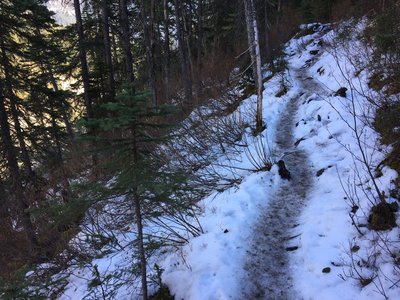 Icy section of the Emerald Basin trail in Yoho Park on Oct. 21, 2018.