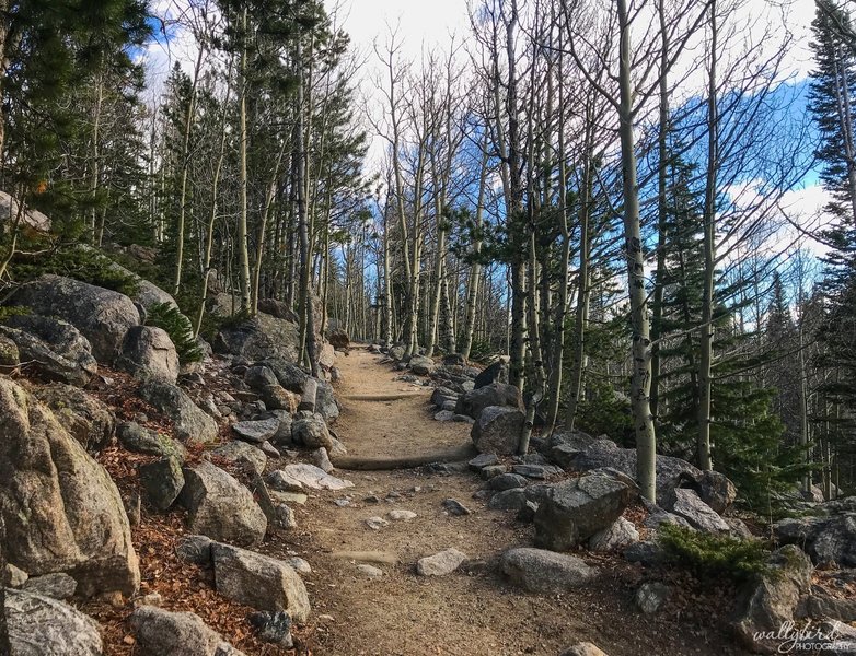 October 25, 2018 The Flattop Mountain Trail begins like this. Looking pretty easy so far. I'll bet this is beautiful in September when the Aspen change color!