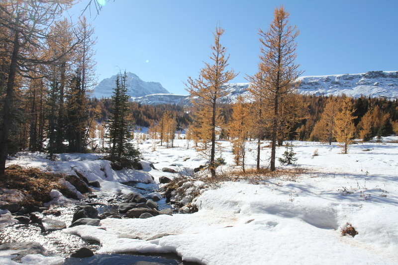 Larch meadows and creek along the trail to Healy Pass.