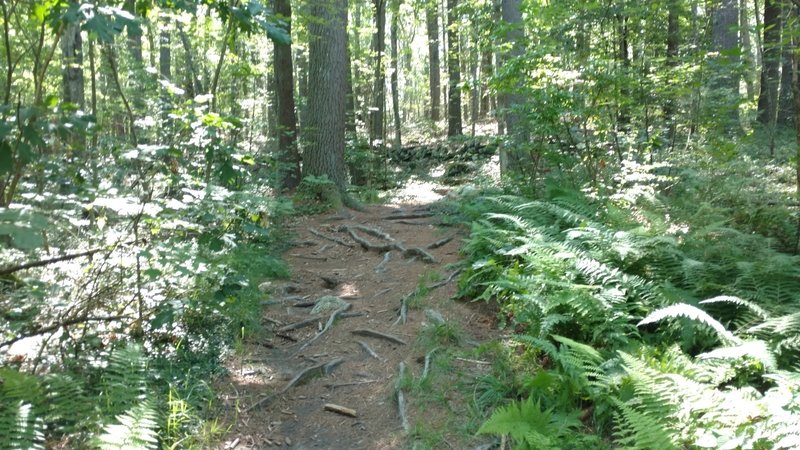 Main Entrance to the loop, expect small roots and rocks.