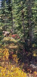 A deer at the Paradise parking lot near the visitor center. The start of th Alta Vista trail.