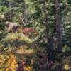 A deer at the Paradise parking lot near the visitor center. The start of th Alta Vista trail.