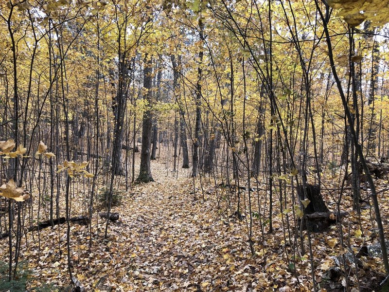 Lovely Fall Colors, and an amazing change in scenery from the pines along the shoreline!