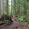 Beautiful smooth trail through lush forest.