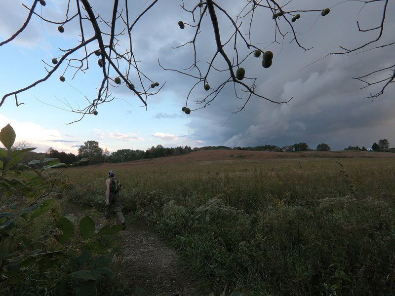 Looking out into the field that makes up the majority of the Bald Hill Loop.