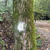 Chickasaw Bluff Trail has white markers.