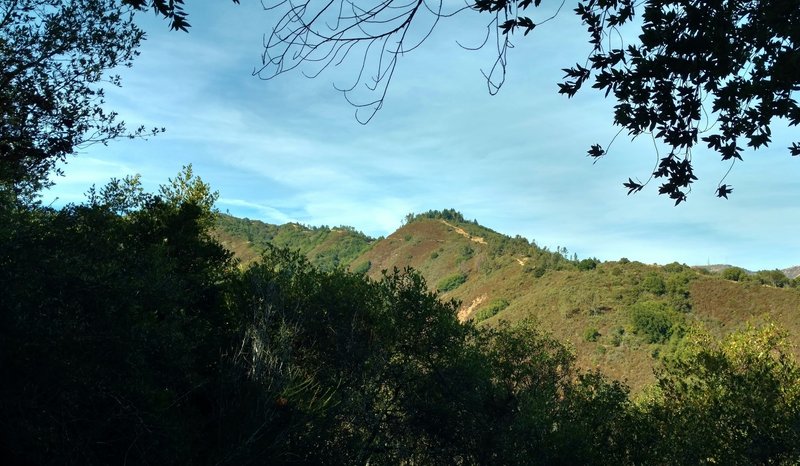 Knibbs Knob, a high point along a ridge in the Santa Cruz Mountains, is seen through the trees along Contour Trail.