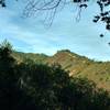 Knibbs Knob, a high point along a ridge in the Santa Cruz Mountains, is seen through the trees along Contour Trail.