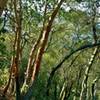 The sunlit woods with manzanita and other trees along the hillsides of Contour Trail.