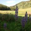 Flowers in the meadow