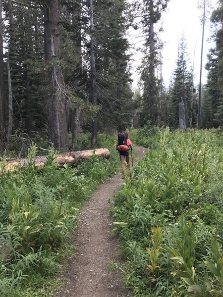 Lower Meadow area, heading back near the trailhead.