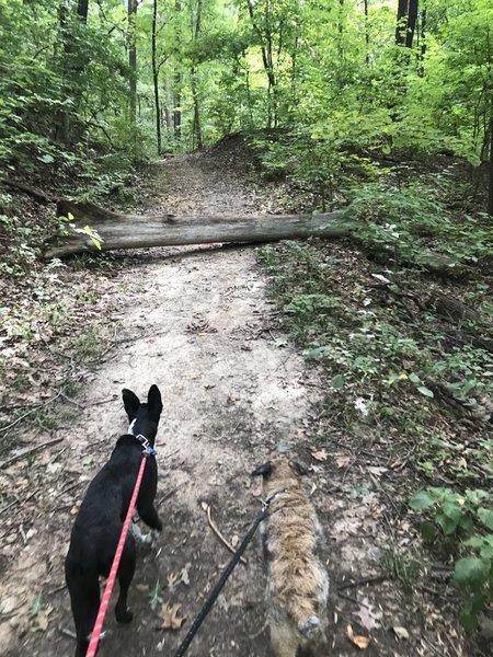 My trail buddies and I out enjoying the morning.