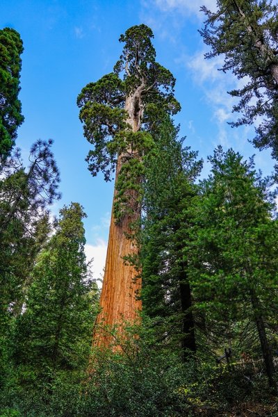 The General Grant Tree towers above the surround forest.