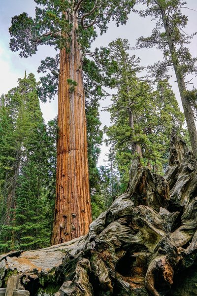 Another view of the Fallen Monarch and other area Giant Sequoias.
