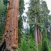 This trail provides constant views of these majestic trees.