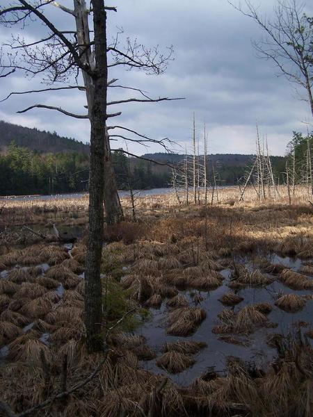 Across Alder Pond