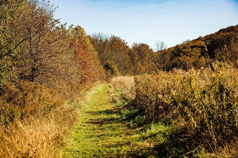 Grass pathway.