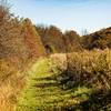 Grass pathway.