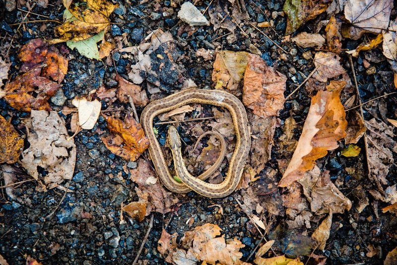 Snake along the trail, almost stepped right on him!