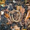 Snake along the trail, almost stepped right on him!