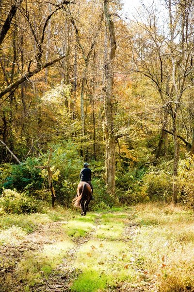 Horse along the trail.