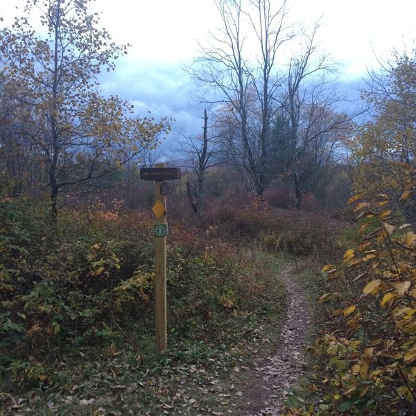 Fall colors in the Elm Ridge Wild Forest