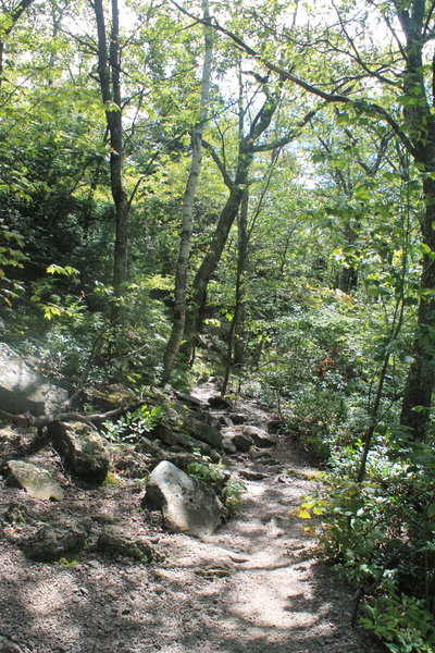 Escarpment Trail