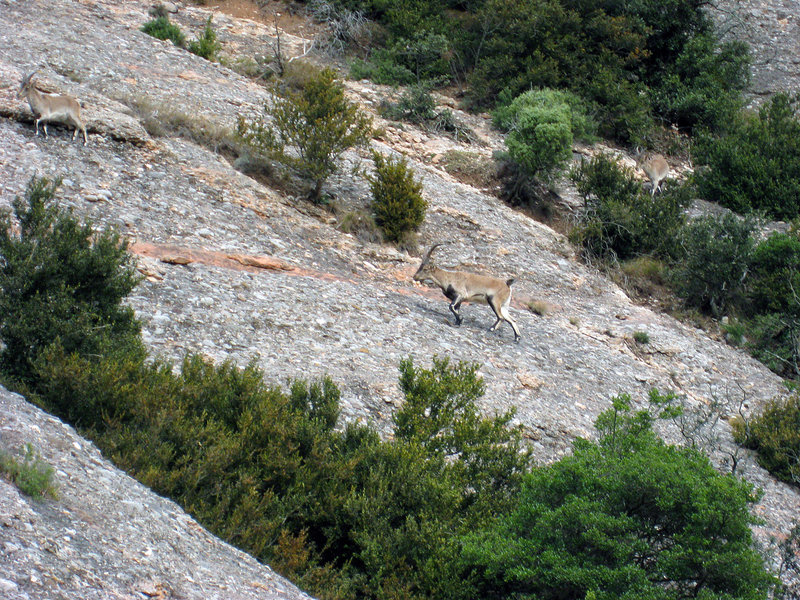 Montserrat.