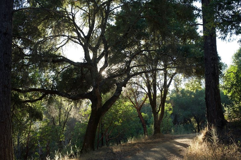 Sun breaks through the trees in the late afternoon along the Meadow Trail.