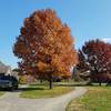 Fall Colors at the Saddle Barn