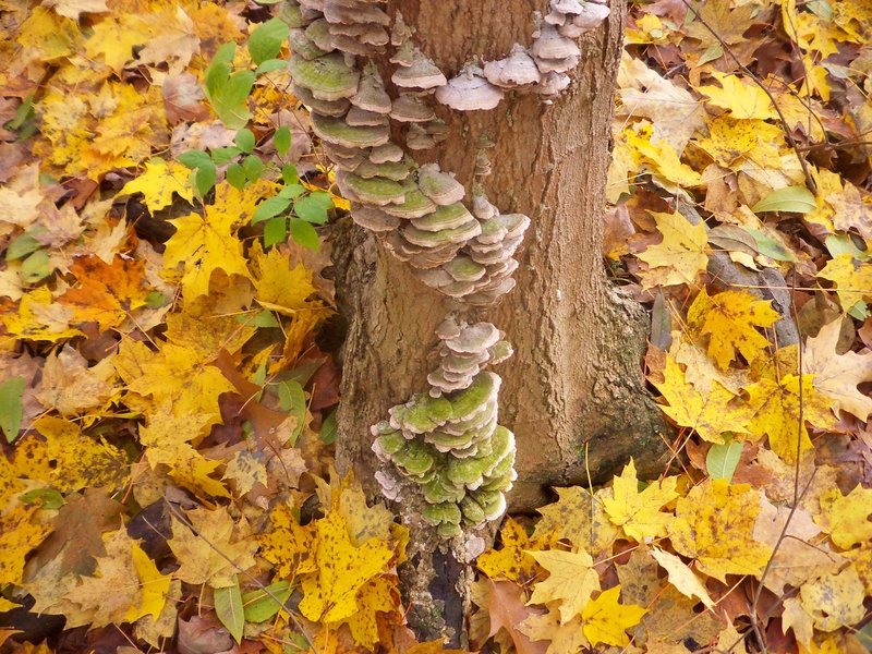 Mt. Gilead State Park - fungi.