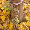 Mt. Gilead State Park - fungi.