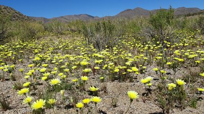 Spring wildflowers at the exit of Cottonwood Canyon.