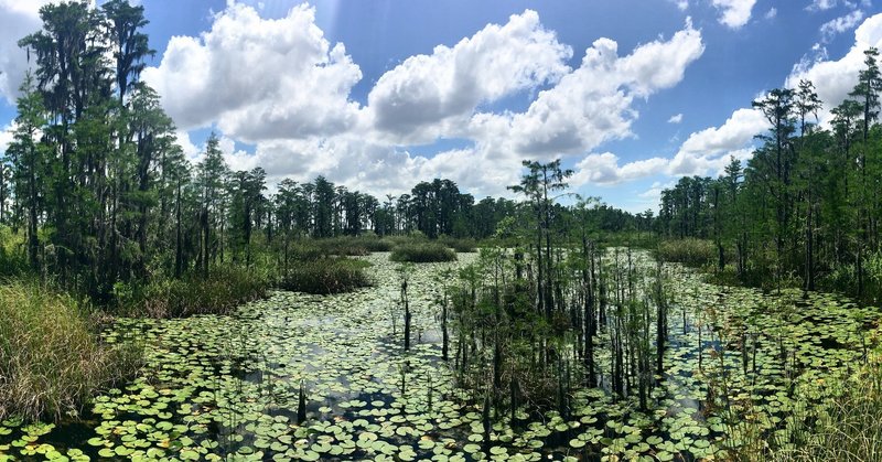 Osprey Overlook