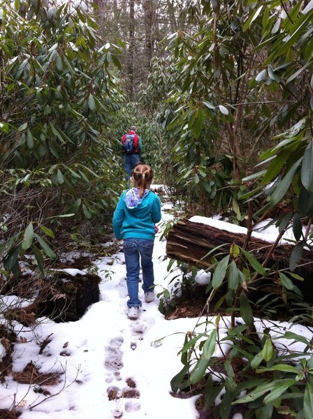 Tall rhododendron line the trail