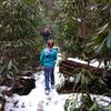 Tall rhododendron line the trail