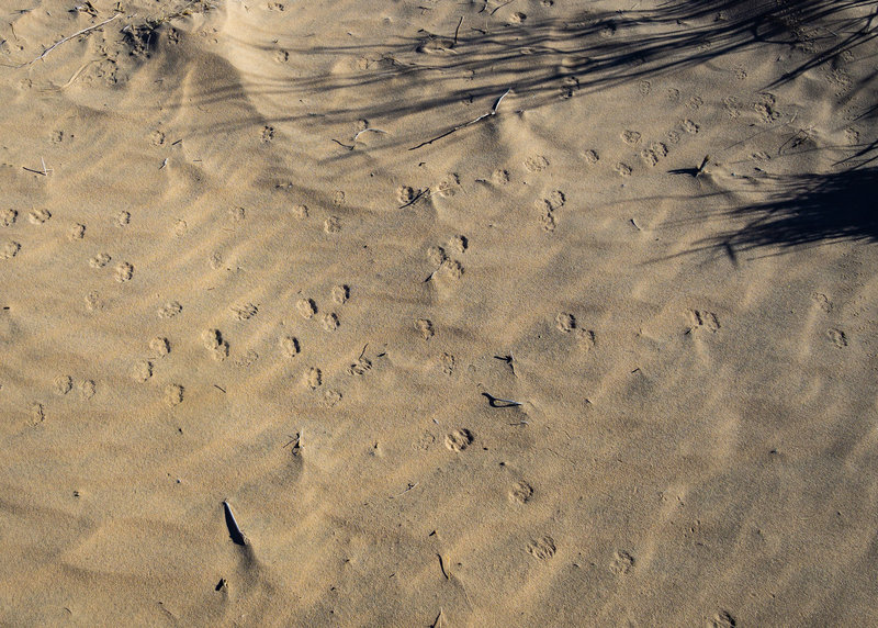 Animal tracks are abundent in the sands of Kelso Dunes.