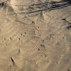 Animal tracks are abundent in the sands of Kelso Dunes.