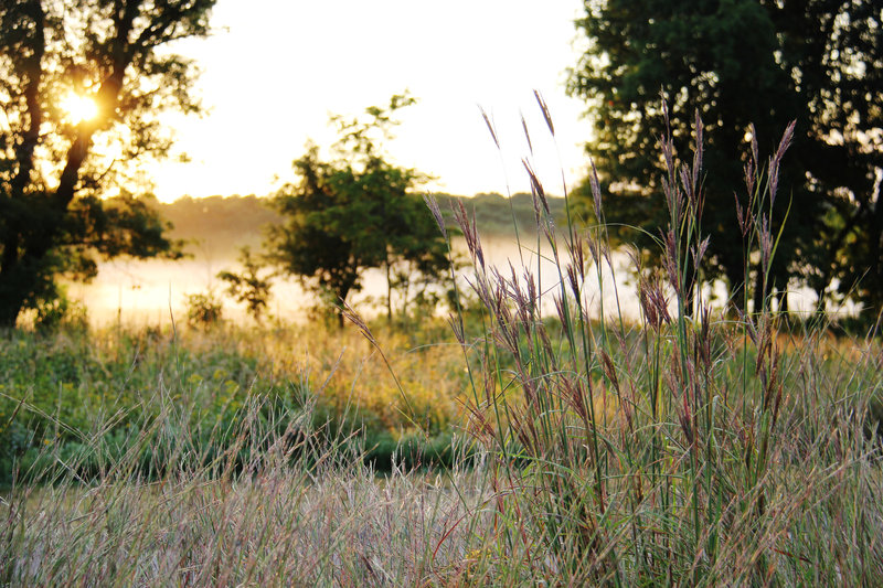 Bunker Hills Prairie/Oak Savannah