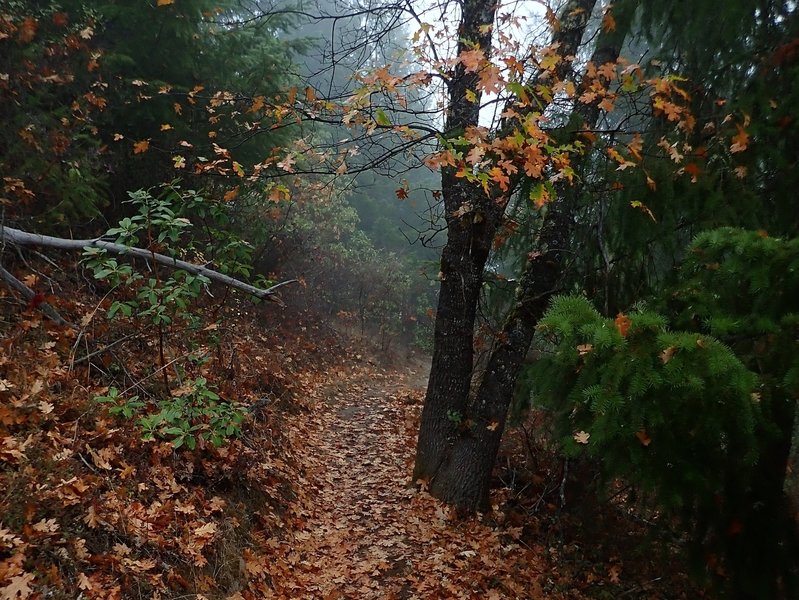 Fall color along the Ridgeview Trail.