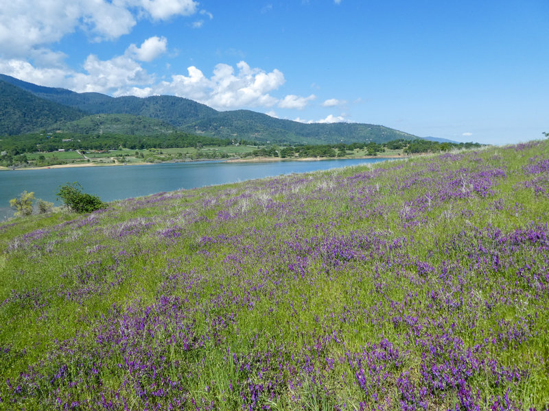 May flowers at Emigrant Lake.