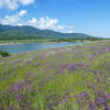 May flowers at Emigrant Lake.