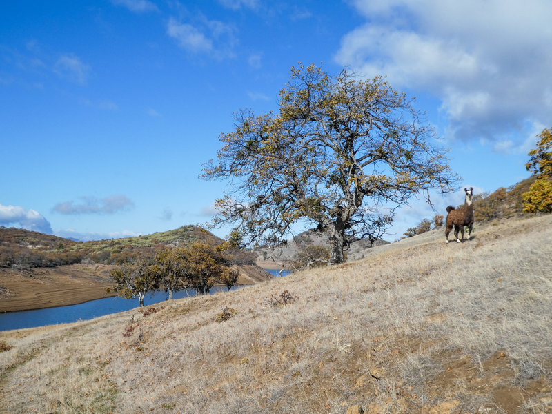 Free range llama (not fenced in) at Emigrant Lake.