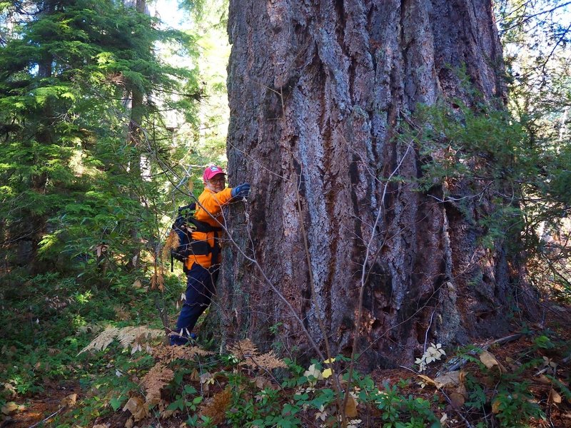 A magnificently huge old-growth tree along the Union Creek Trail